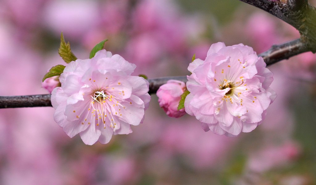 Обои ветка, макро, розовый, вишня, сакура, branch, macro, pink, cherry, sakura разрешение 2048x1360 Загрузить