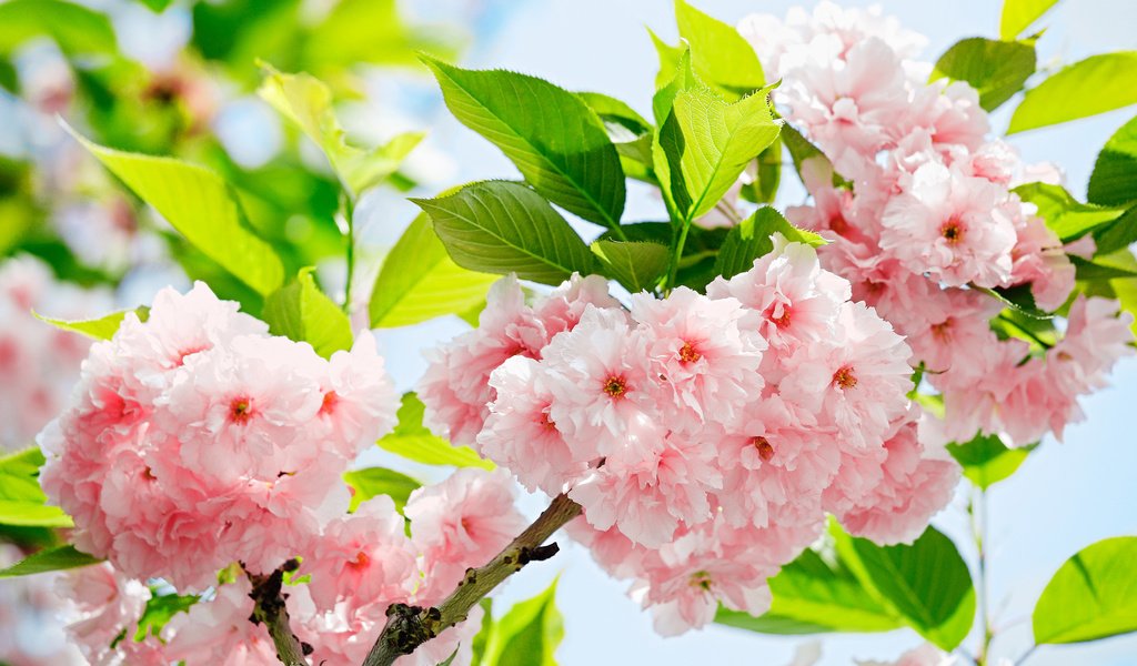Обои цветы, весна, сакура, flowers, spring, sakura разрешение 2553x1772 Загрузить