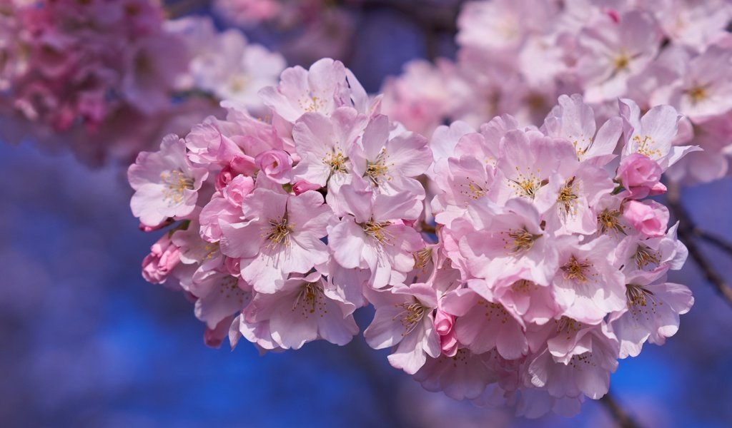 Обои дерево, весна, розовый, вишня, сакура, tree, spring, pink, cherry, sakura разрешение 2400x1523 Загрузить