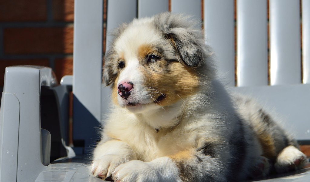 Обои собака, стул, щенок, австралийская овчарка, dog, chair, puppy, australian shepherd разрешение 2048x1365 Загрузить