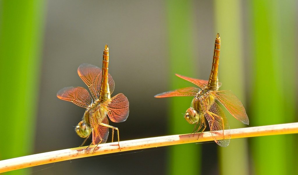 Обои макро, насекомые, танец, парочка, дуэт, стрекозы, macro, insects, dance, a couple, duo, dragonflies разрешение 2048x1288 Загрузить