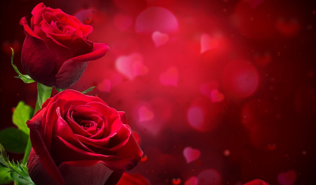 Обои цветы, крупным планом, фон, розы, лепестки, красные, блики, сердечки, размытие, flowers, closeup, background, roses, petals, red, glare, hearts, blur разрешение 6397x5586 Загрузить