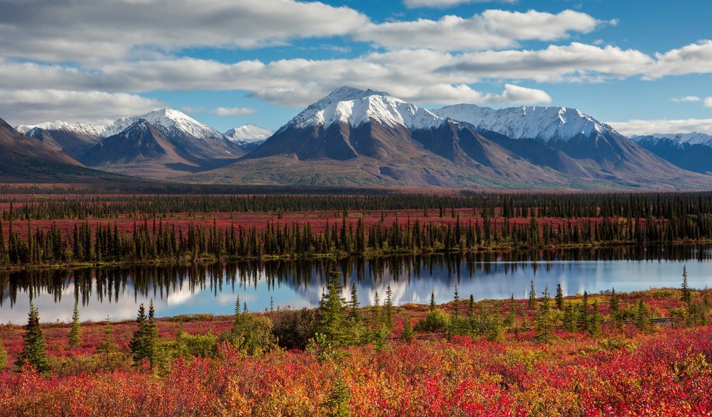 Обои небо, облака, деревья, горы, лес, осень, сша, аляска, the sky, clouds, trees, mountains, forest, autumn, usa, alaska разрешение 2048x1365 Загрузить