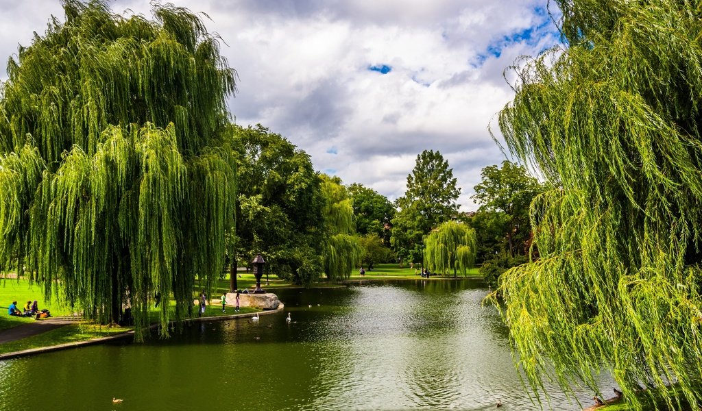 Обои деревья, зелень, парк, сша, пруд, бостон, массачусетс, trees, greens, park, usa, pond, boston, massachusetts разрешение 2880x1953 Загрузить