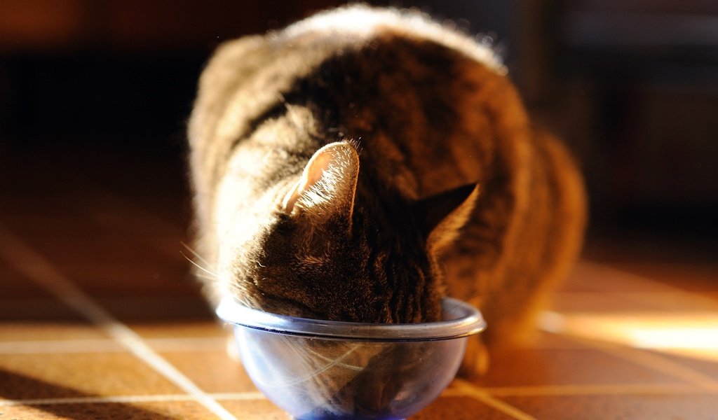 Обои кот, кошка, фотограф, миска, ест, джованни zacche, cat, photographer, bowl, eating, giovanni zacche разрешение 2048x1363 Загрузить