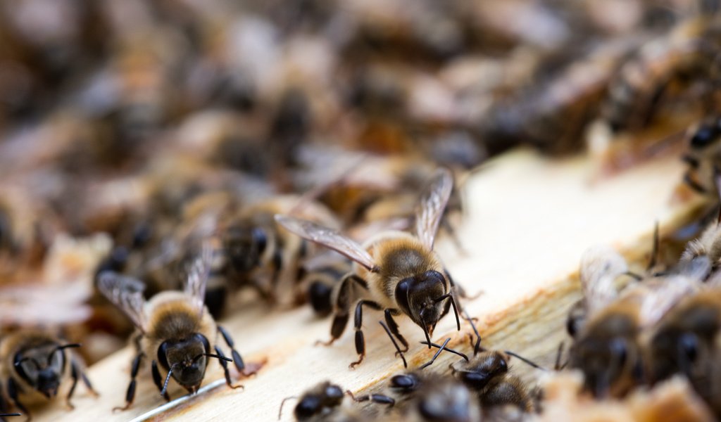 Обои природа, насекомые, пчелы, улей, nature, insects, bees, beehive разрешение 2100x1400 Загрузить