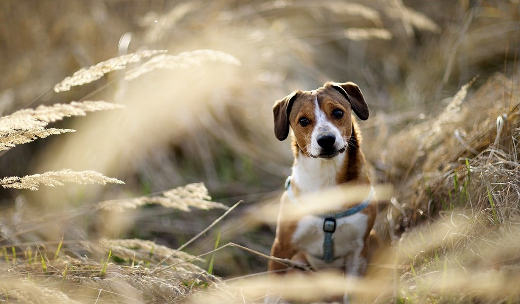 Обои мордочка, взгляд, собака, друг, гончая, сухая трава, muzzle, look, dog, each, hound, dry grass разрешение 5472x3648 Загрузить