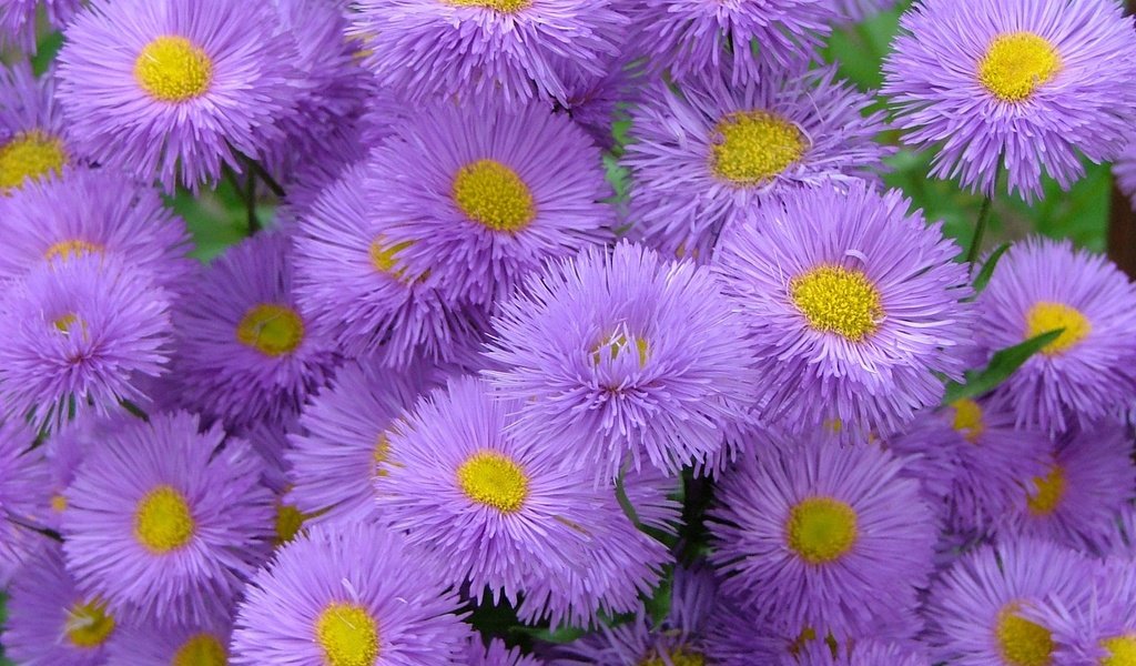 Обои цветы, астры, flowers, asters разрешение 1920x1200 Загрузить