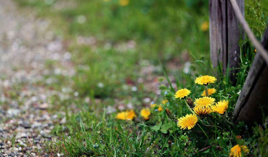 Обои цветы, забор, одуванчики, flowers, the fence, dandelions разрешение 3840x2400 Загрузить