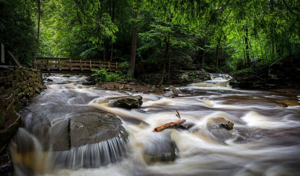 Обои деревья, ricketts glen state park, камни, лес, парк, ручей, мост, сша, течение, trees, stones, forest, park, stream, bridge, usa, for разрешение 2880x1672 Загрузить