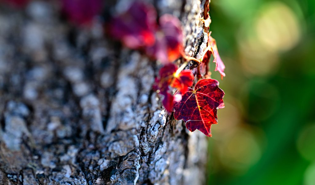 Обои дерево, макро, осень, лист, ствол, кора, боке, mirai.takahashi, tree, macro, autumn, sheet, trunk, bark, bokeh разрешение 3840x2400 Загрузить