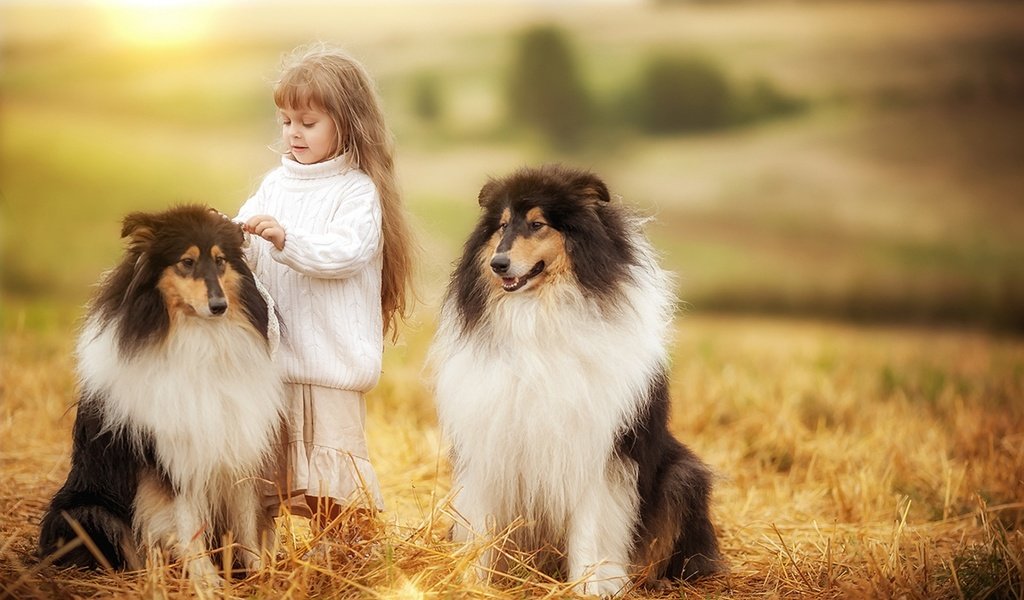 Обои девочка, ребенок, друзья, собаки, колли, girl, child, friends, dogs, collie разрешение 1920x1200 Загрузить