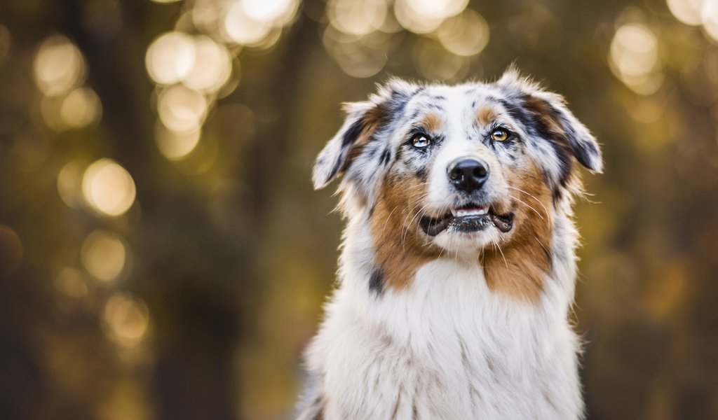 Обои портрет, осень, собака, боке, австралийская овчарка, аусси, portrait, autumn, dog, bokeh, australian shepherd, aussie разрешение 2048x1152 Загрузить