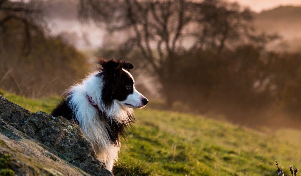 Обои собака, бордер-колли, dog, the border collie разрешение 1920x1200 Загрузить