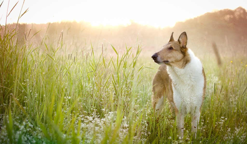 Обои цветы, трава, поле, взгляд, собака, друг, басенджи, flowers, grass, field, look, dog, each, basenji разрешение 4375x3125 Загрузить