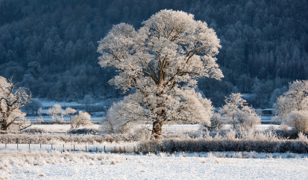 Обои трава, деревья, снег, природа, зима, пейзаж, ветки, иней, grass, trees, snow, nature, winter, landscape, branches, frost разрешение 1920x1200 Загрузить