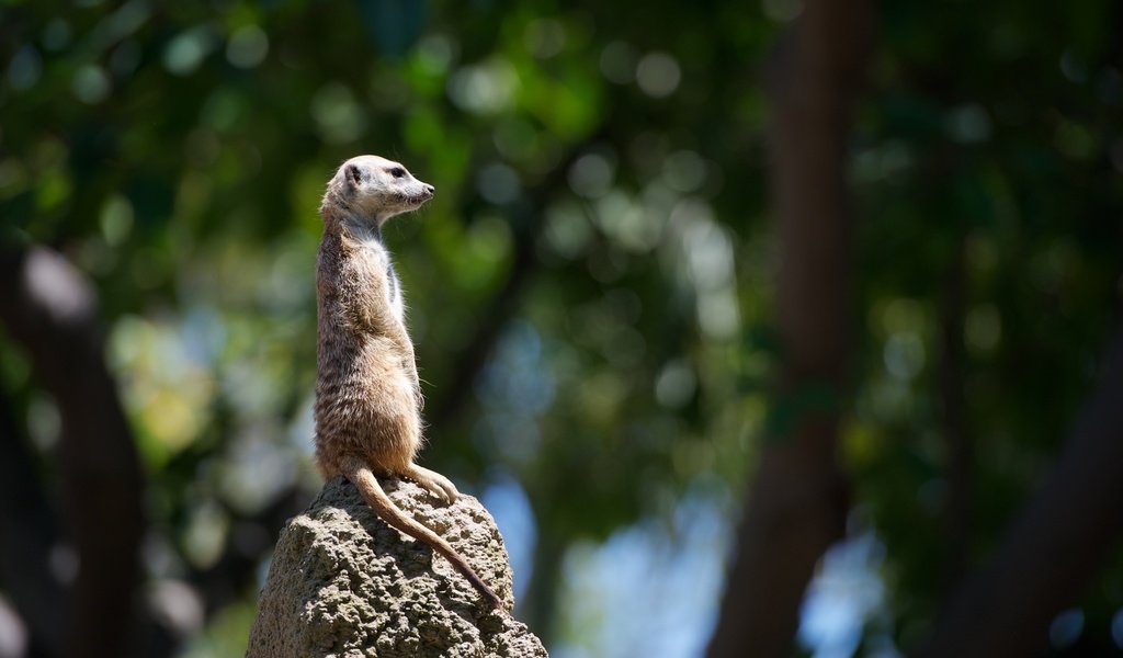 Обои камень, животное, хвост, дикая природа, сурикат, stone, animal, tail, wildlife, meerkat разрешение 2880x1800 Загрузить