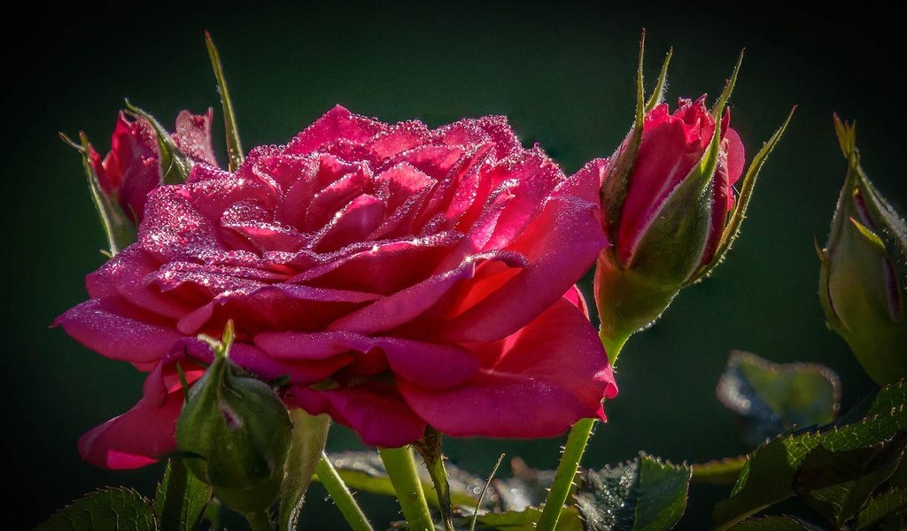 Обои макро, цветок, капли, роза, macro, flower, drops, rose разрешение 1920x1200 Загрузить