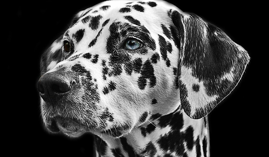 Обои чёрно-белое, собака, пятна, далматин, животное, мех, голова, далматинец, black and white, dog, spot, dalmatian, animal, fur, head, dalmatians разрешение 1920x1200 Загрузить