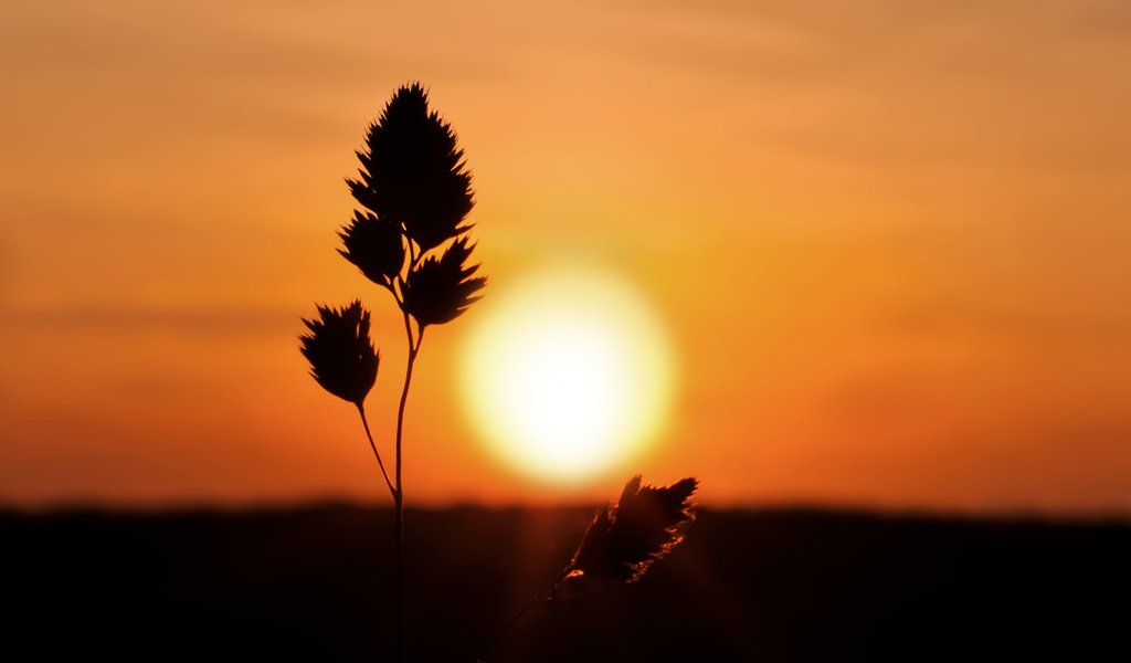 Обои трава, природа, закат, колоски, силуэт, grass, nature, sunset, spikelets, silhouette разрешение 2560x1600 Загрузить