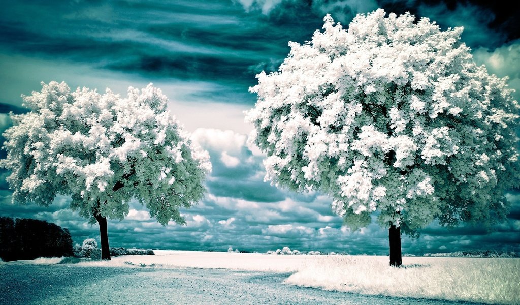 Обои облака, деревья, снег, природа, зима, пейзаж, инфракрасные деревья, clouds, trees, snow, nature, winter, landscape, infrared trees разрешение 1920x1200 Загрузить