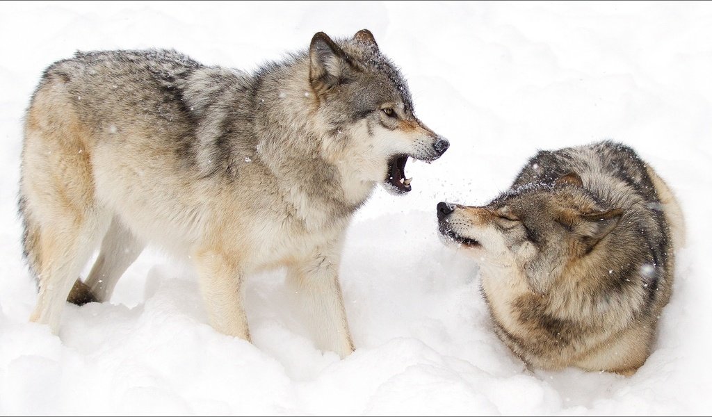 Обои зима, животные, пара, волки, на природе, животно е, woles, winter, animals, pair, wolves, nature разрешение 1920x1080 Загрузить