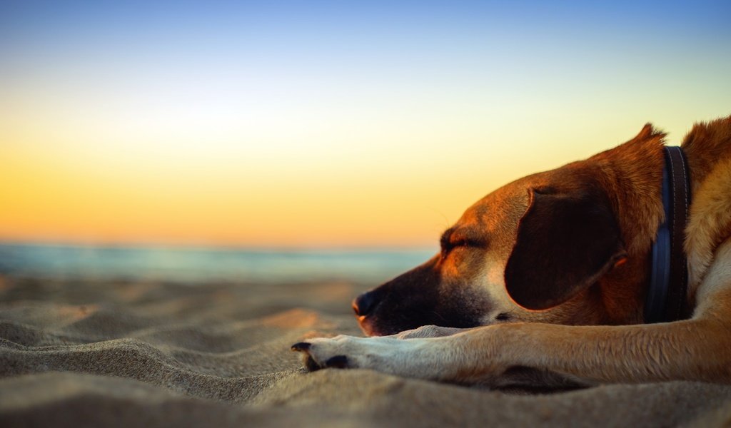 Обои закат, cобака, море, приморский, песок, sleepin, пляж, собака, сумерки, песка, dusk, полумрак, мечтает, dreams, sunset, sea, seaside, sand, beach, dog, twilight разрешение 2048x1365 Загрузить