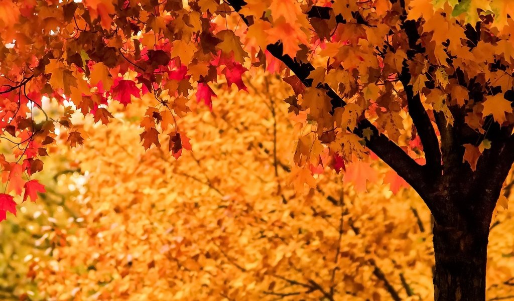 Обои дерево, листья, осень, tree, leaves, autumn разрешение 1920x1274 Загрузить