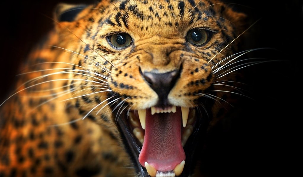 Обои животные, леопард, хищник, пасть, animals, leopard, predator, mouth разрешение 1920x1200 Загрузить