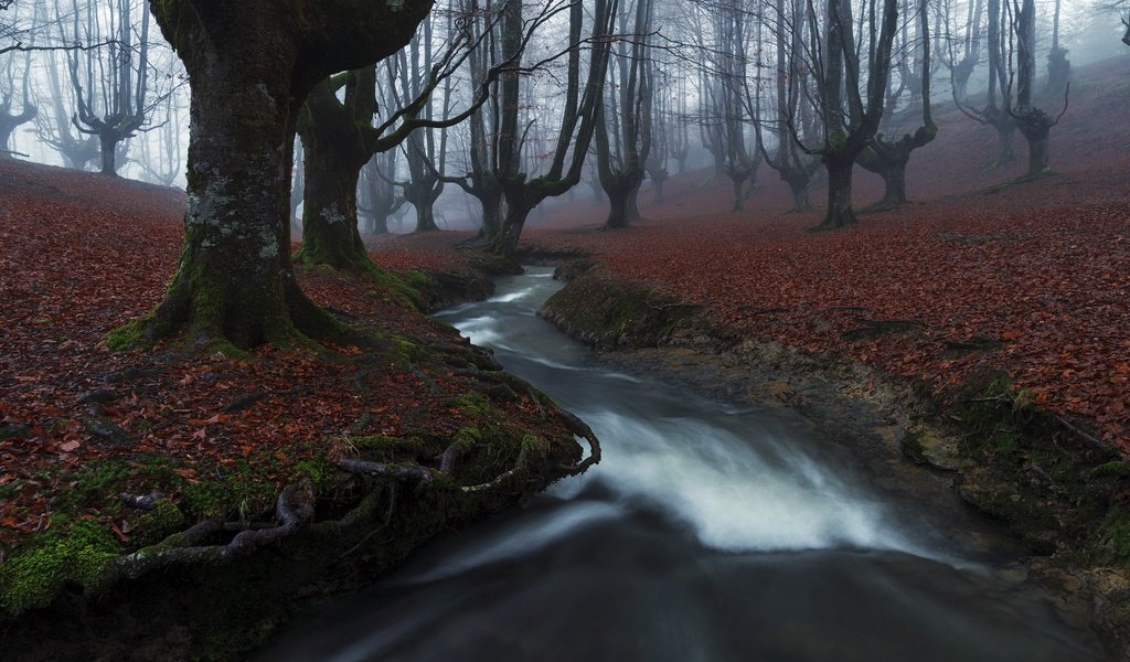 Обои река, лес, туман, river, forest, fog разрешение 2048x1367 Загрузить