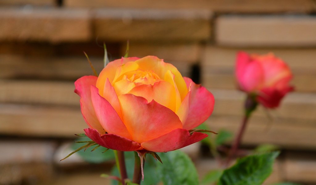 Обои роза, боке, rose, bokeh разрешение 3000x1864 Загрузить