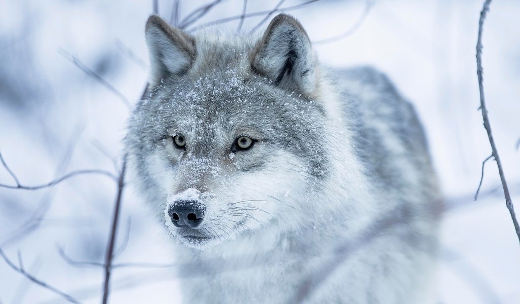 Обои глаза, снег, зима, взгляд, волчица, eyes, snow, winter, look, wolf разрешение 2048x1365 Загрузить
