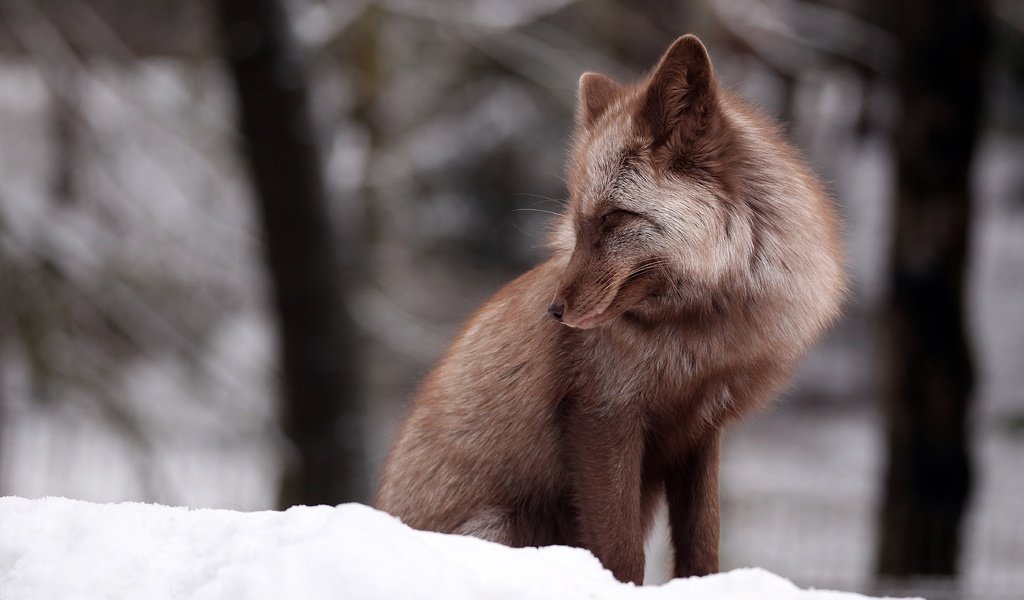 Обои снег, зима, лиса, боке, snow, winter, fox, bokeh разрешение 4846x3231 Загрузить