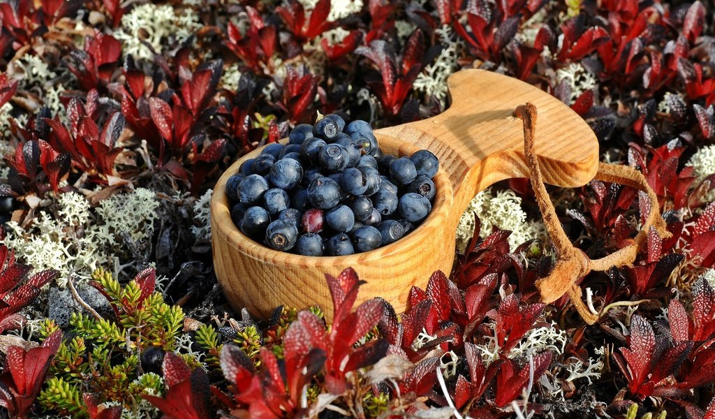 Обои растения, листья, ягоды, черника, ковшик, plants, leaves, berries, blueberries, scoop разрешение 1993x1322 Загрузить