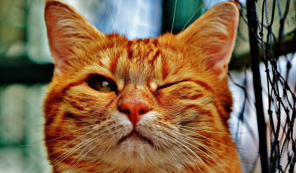 Обои кот, мордочка, усы, кошка, рыжий, домашнее животное, cat, muzzle, mustache, red, pet разрешение 2808x1867 Загрузить