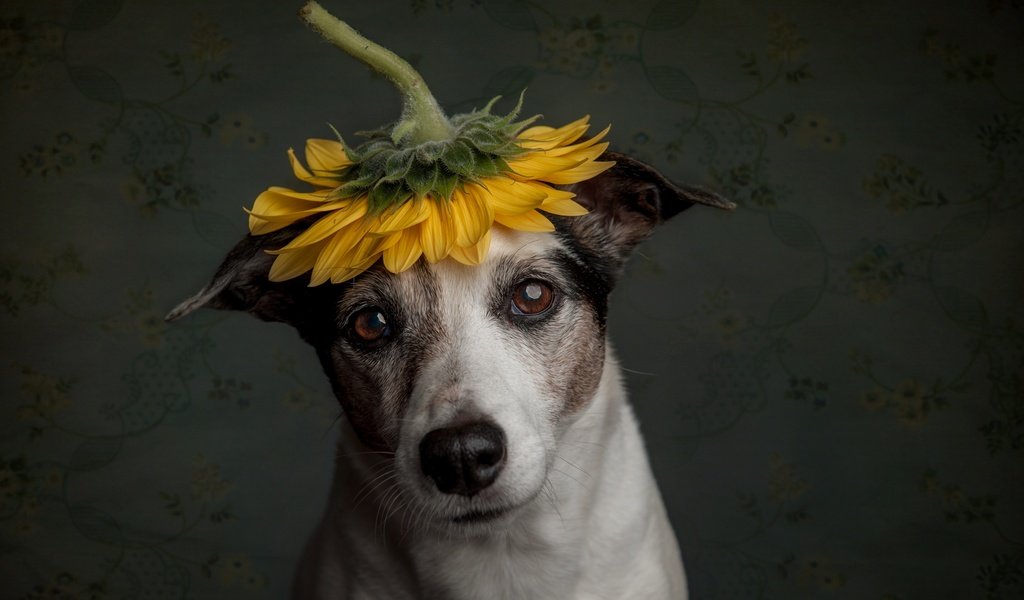 Обои грусть, собака, подсолнух, пес, sadness, dog, sunflower разрешение 2500x1664 Загрузить