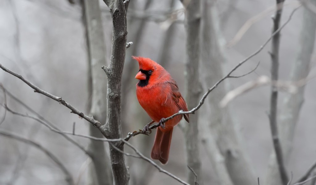 Обои природа, фон, птица, кардинал, nature, background, bird, cardinal разрешение 2048x1484 Загрузить