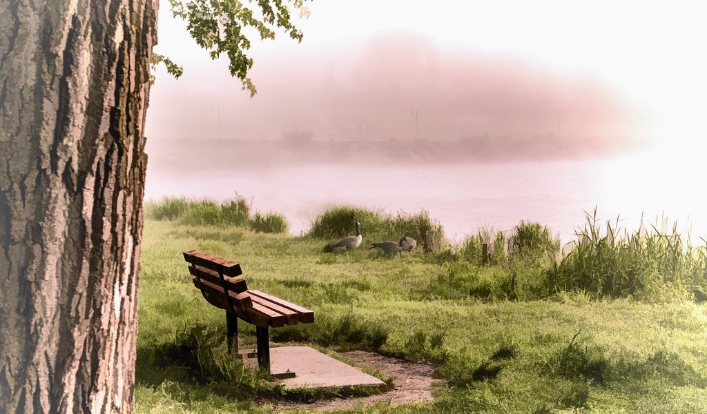 Обои река, туман, птицы, скамья, утки, river, fog, birds, bench, duck разрешение 2560x1540 Загрузить