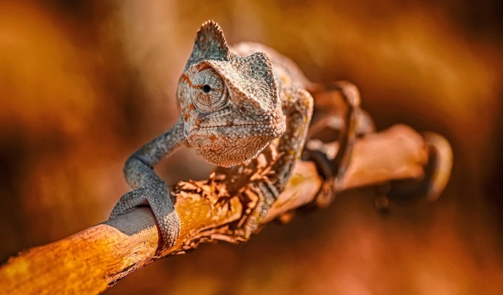 Обои ветка, ящерица, хамелеон, боке, branch, lizard, chameleon, bokeh разрешение 2048x1366 Загрузить