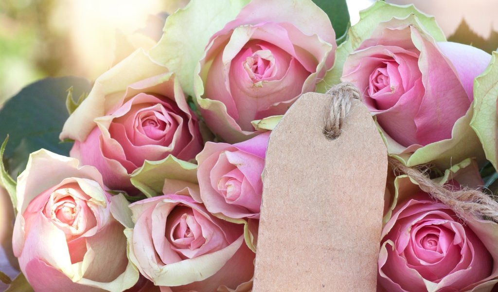 Обои бутоны, розы, романтик,  цветы, роз, пинк, valentine`s day, buds, roses, romantic, flowers, pink, valentine's day разрешение 2953x2953 Загрузить
