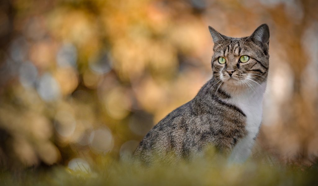 Обои портрет, кошка, взгляд, боке, portrait, cat, look, bokeh разрешение 2048x1365 Загрузить