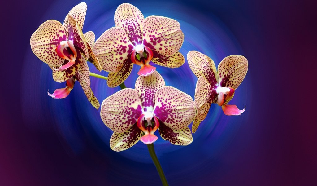 Обои цветы, лепестки, орхидея, flowers, petals, orchid разрешение 2048x1360 Загрузить