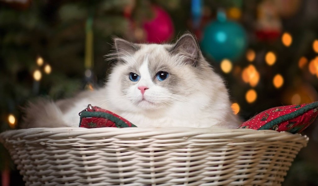 Обои кошка, красавица, корзина, голубые глаза, рэгдолл, cat, beauty, basket, blue eyes, ragdoll разрешение 1920x1080 Загрузить