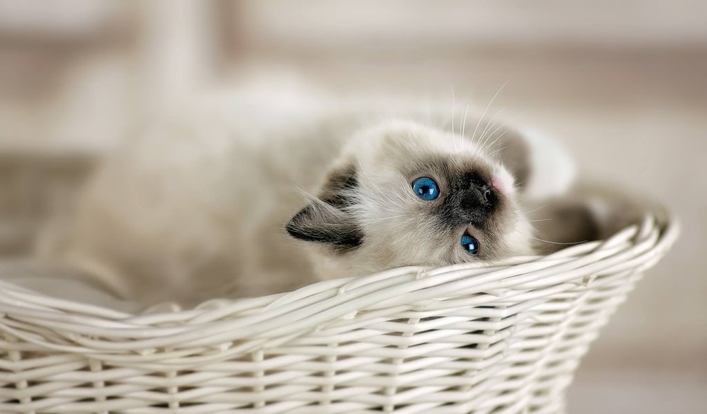 Обои взгляд, котенок, корзина, малыш, голубые глаза, боке, рэгдолл, look, kitty, basket, baby, blue eyes, bokeh, ragdoll разрешение 1920x1085 Загрузить