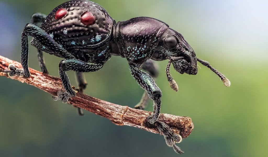 Обои ветка, жук, макро, насекомое, лапки, pantorhytes, долгоносик, branch, beetle, macro, insect, legs, weevil разрешение 2048x1311 Загрузить