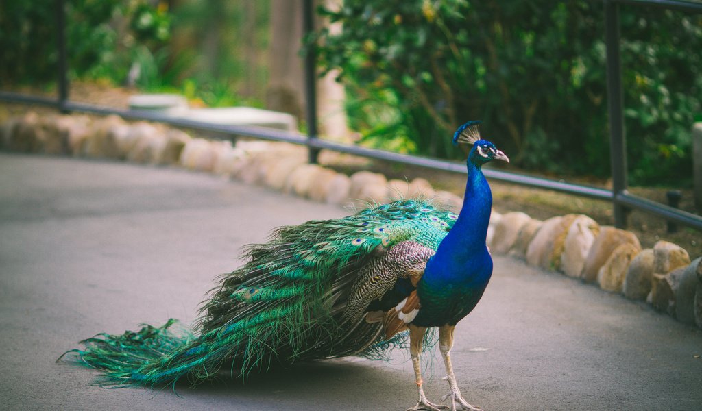 Обои птица, павлин, оперение, bird, peacock, tail разрешение 2048x1365 Загрузить