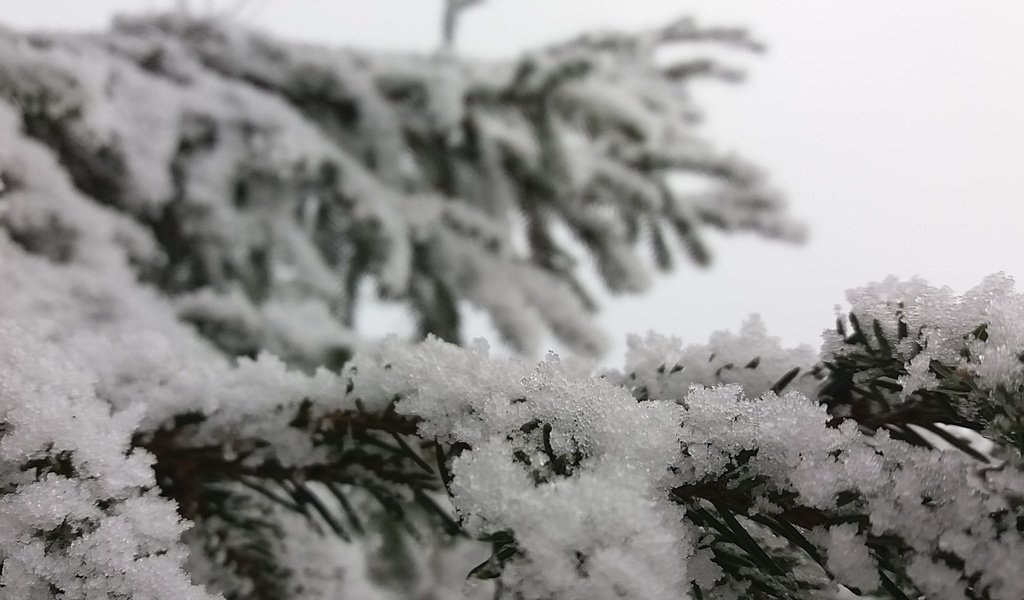 Обои снег, природа, елка, зима, макро, пейзаж, snow, nature, tree, winter, macro, landscape разрешение 1920x1080 Загрузить