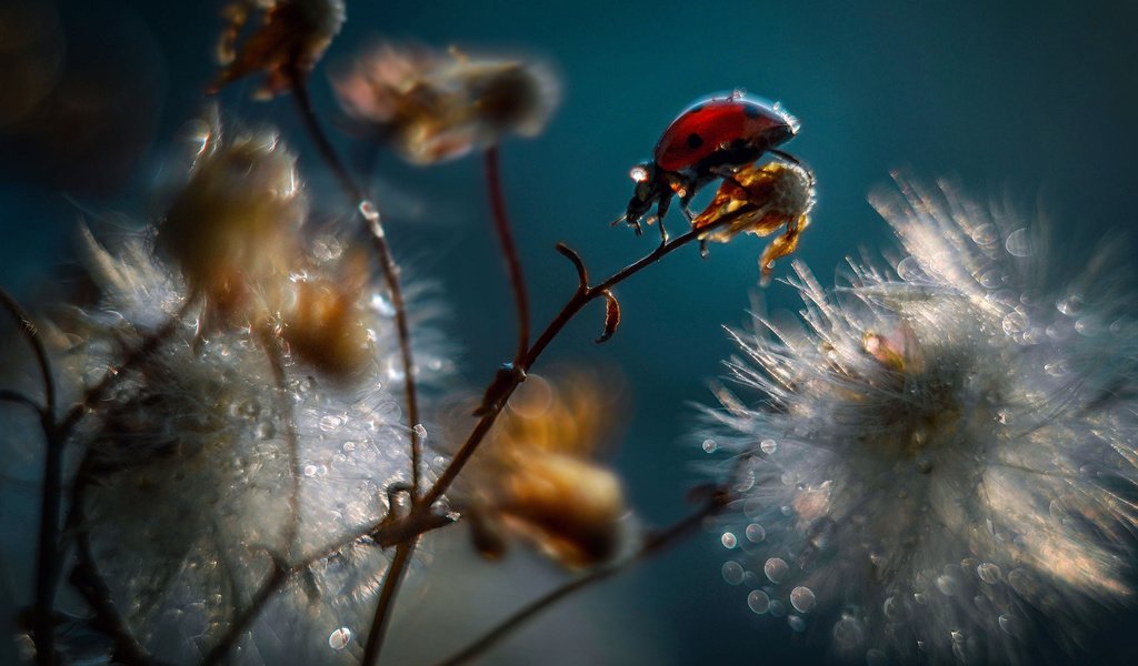 Обои вода, ветка, макро, божья коровка, коровка, божья, water, branch, macro, ladybug, of god разрешение 2560x1600 Загрузить