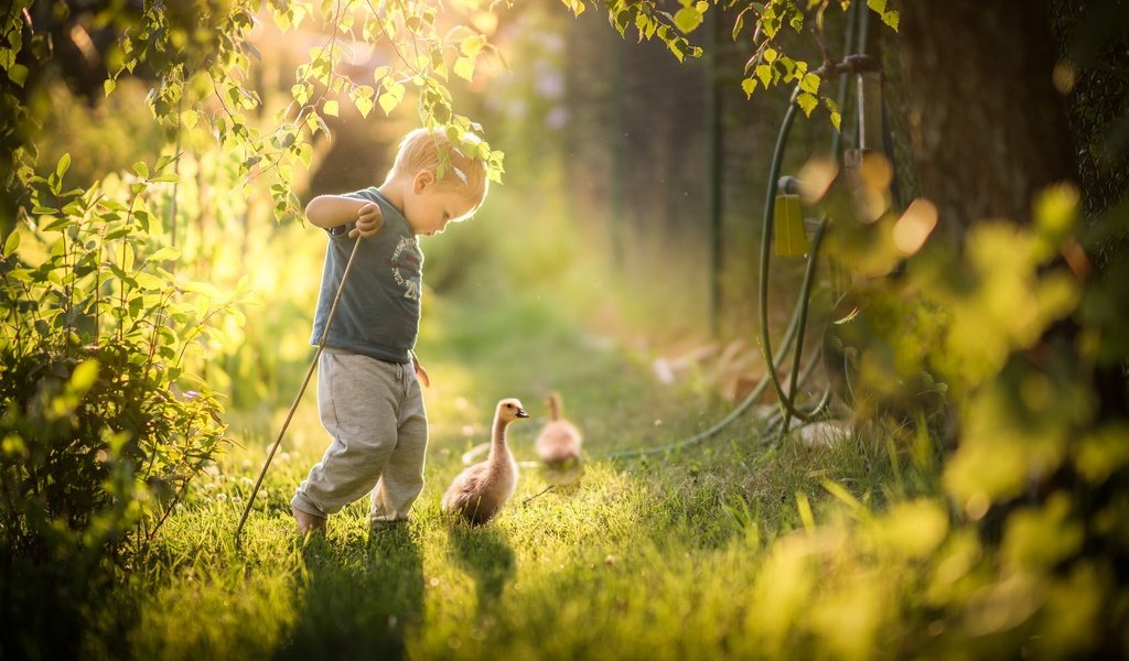 Обои трава, природа, зелень, дети, птицы, ребенок, мальчик, гусь, grass, nature, greens, children, birds, child, boy, goose разрешение 2048x1365 Загрузить