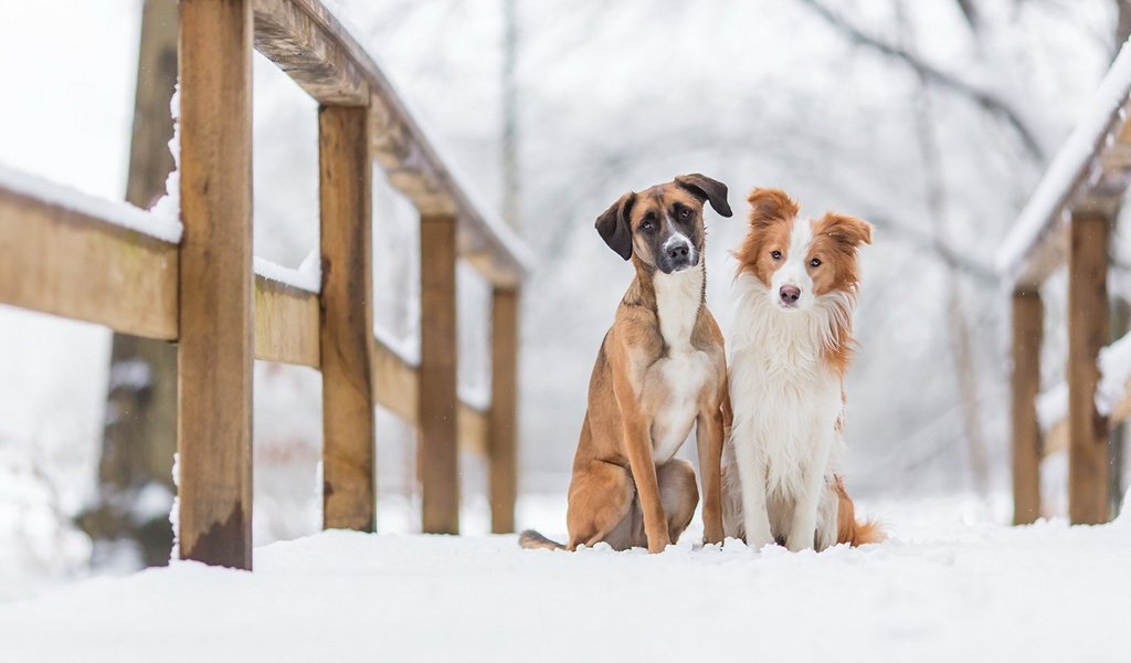 Обои снег, зима, животные, мост, друзья, собаки, snow, winter, animals, bridge, friends, dogs разрешение 1920x1160 Загрузить